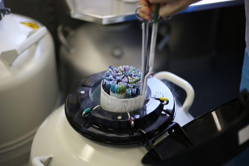An embryologist pulls out of the dewar with liquid nitrogen straws with frozen embryos and egg cells