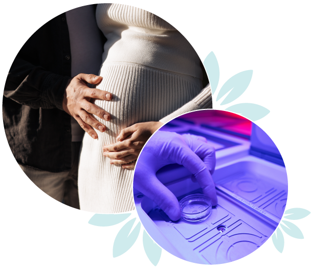 frozen_embryo_transfer